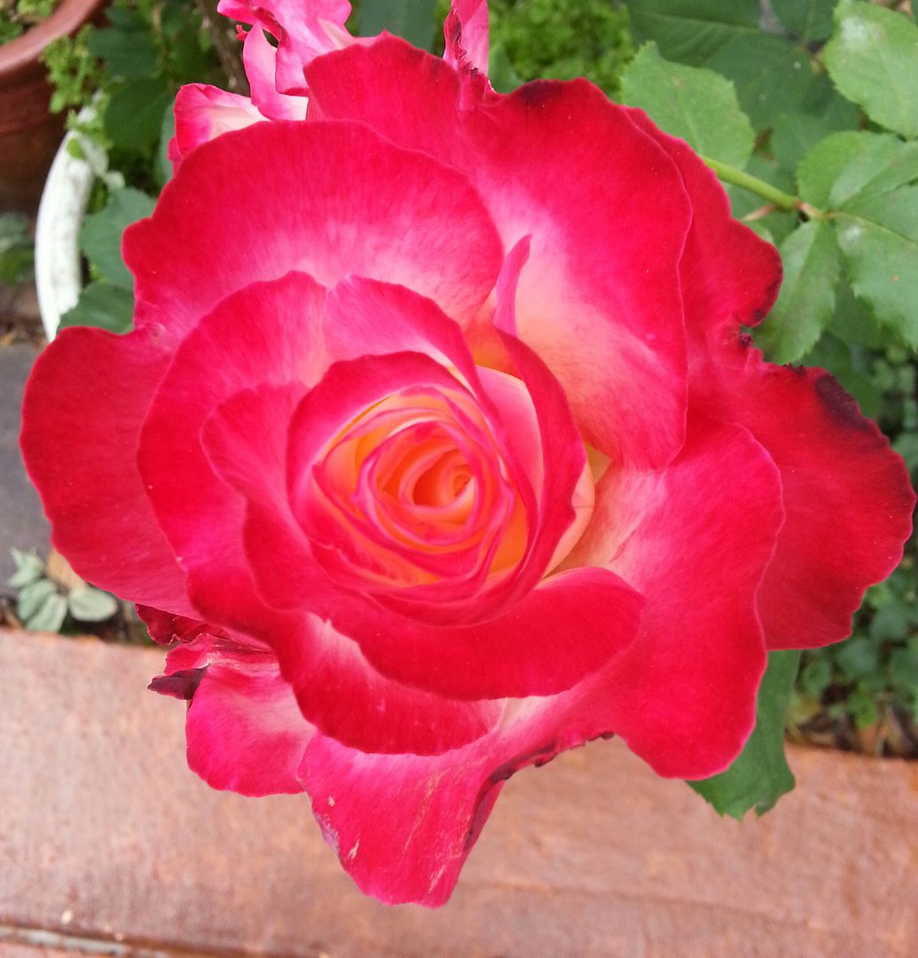  photo 20140916_101733-1_zpsniqazo9x.jpg